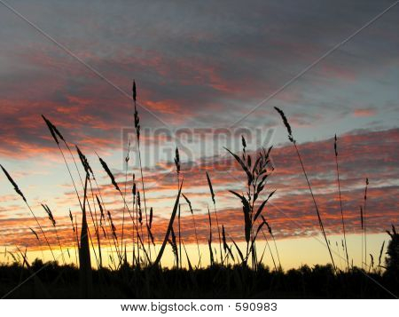 Grama e o céu