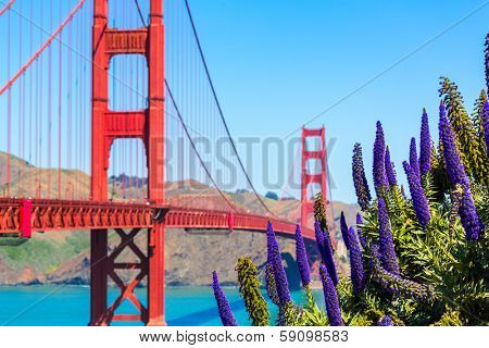 Golden Gate Bridge San Francisco purple flowers Echium candicans in California
