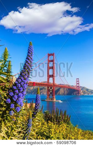 Golden Gate Bridge San Francisco purple flowers Echium candicans in California