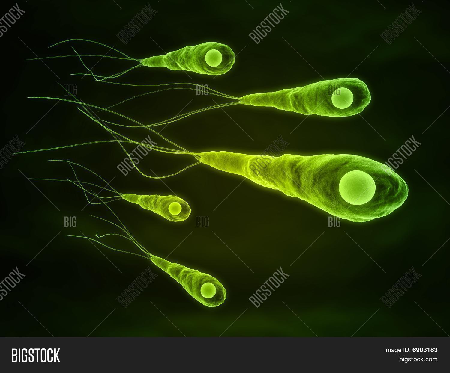 Tetanus Bacteria Image & Photo (Free Trial) Bigstock