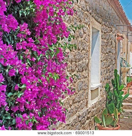 Flowers On The Wall