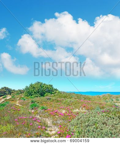 Spring Clouds