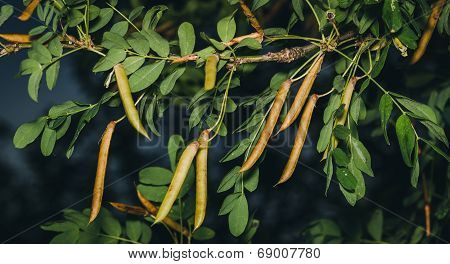 Caragana tree, yellow acacia, Caragana arborescens