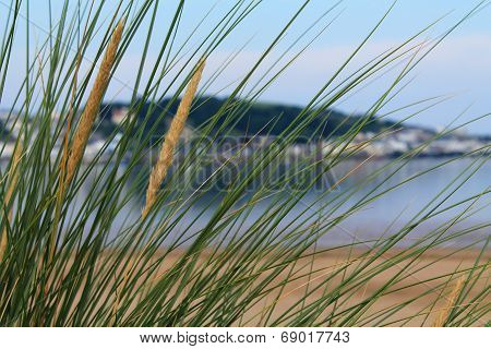 Sea grass by the sea