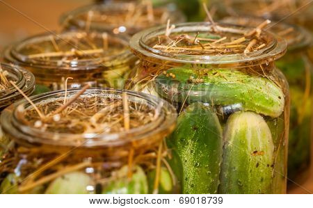 Pickling Cucumbers