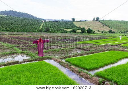 Scarecrow Lisu Jacket In Rice Field, Thailand