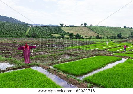 Scarecrow Lisu Jacket In Rice Field, Thailand