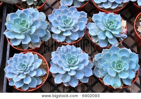 Echeveria Runyonii Rose V Macabeana
