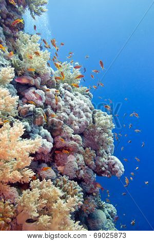 coral reef with hard corals and exotic fishes anthias at the bottom of tropical sea on blue water ba