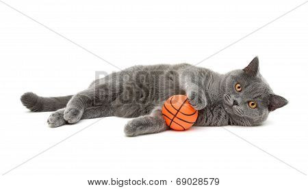 Gray Cat (breed Scottish-straigh) With A Ball On A White Background