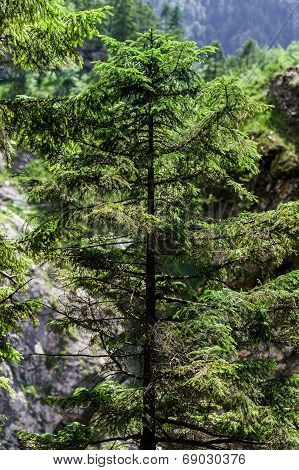 Rear Pinetrees In High Mountains