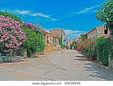 Narrow Street With Flowers