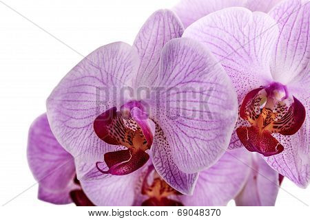 pink orchid flowers isolated on white