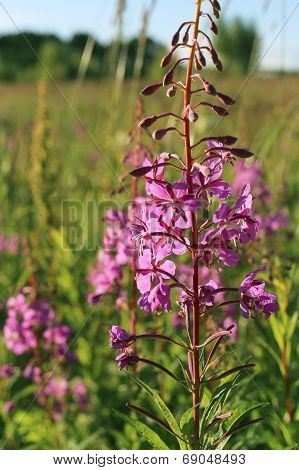 Wild Flower Of Willow-herb In The Evening Field