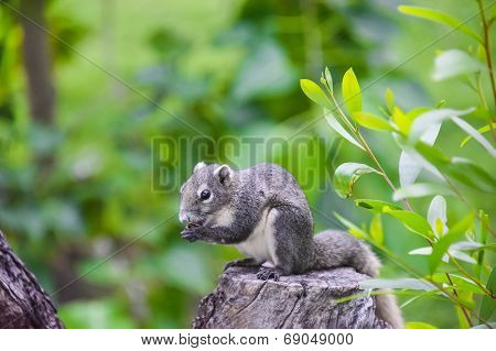 Asian Grey Squirrel Eating A Nut On The Top Of Tree Trunk In The Wood