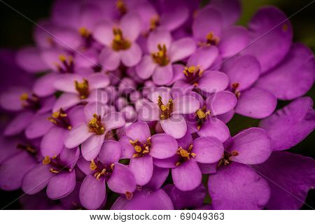 Purple iberis flower