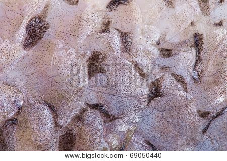Grey background - fish scales