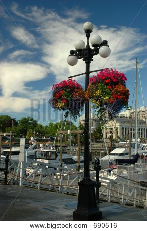 Hanging Baskets