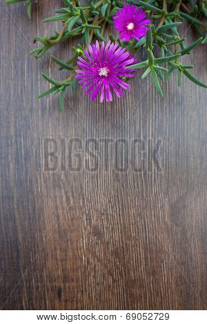 Lampranthus (ice Plant) Flowers On Wood Background