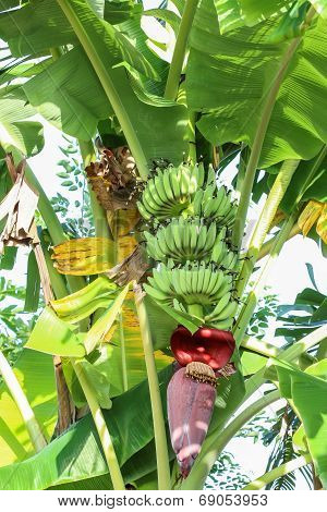 Banana blossom