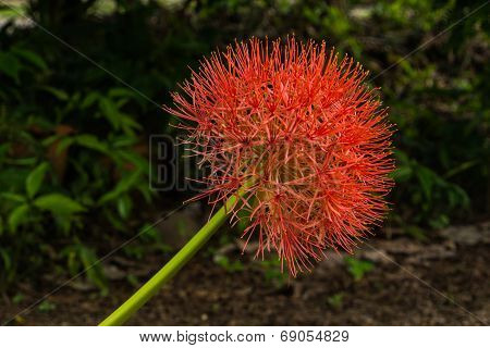 The Blood Flower (scadoxus Multiflorus)