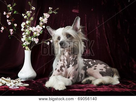 Hairless Chinese Crested Dog In Front Of Vinous Background