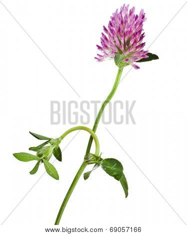 One red clover flower (Trifolium pratense) isolated on white background