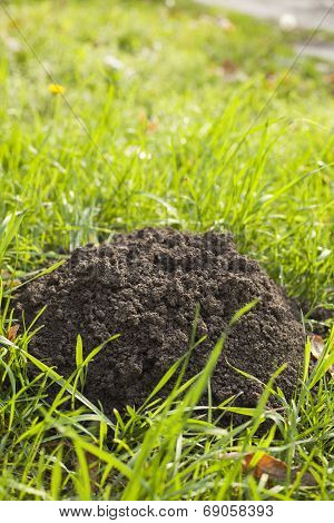 A mole's hole in green grass