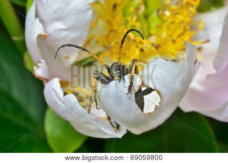 Caprocorn Beetle (brachyta Bifasciata)