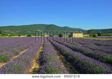 Lavender Field