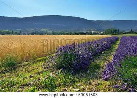 Provence Rural Landscape