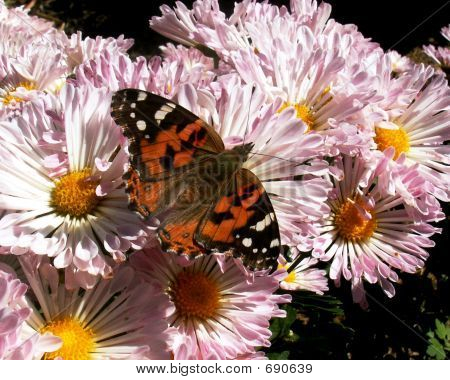 Fjäril på rosa blommor 065