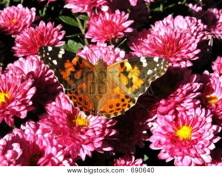 Fjäril på rosa Mums 064