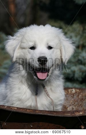 Nice Puppy Of Slovakian Chuvach In The Grass