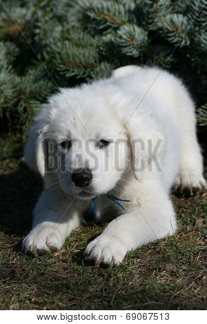Amazing White Puppy Of Slovakian Chuvach Lying In The Grass