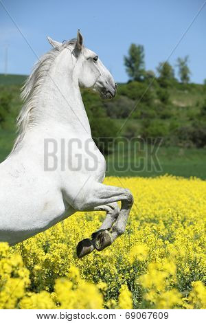 Amazing White Lipizzaner Prancing In Spring