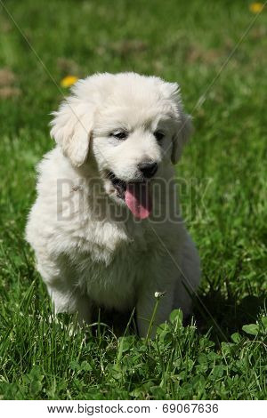 Nice Puppy Of Slovakian Chuvach In The Grass