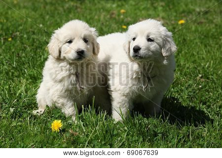 Two Puppies Of Slovakian Chuvach