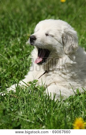 Amazing White Puppy Of Slovakian Chuvach Lying In The Grass