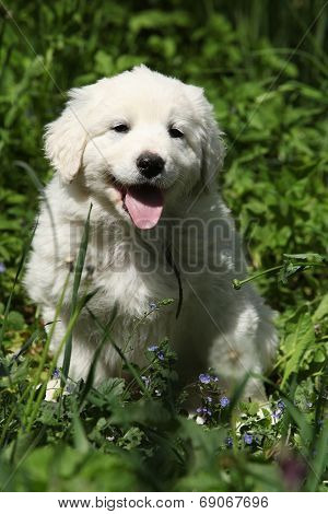 Nice Puppy Of Slovakian Chuvach In The Grass
