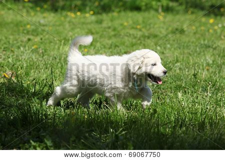 Gorgeous White Puppy Of Slovakian Chuvach Running