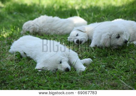 Amazing White Puppies Of Slovakian Chuvach Lying In The Grass