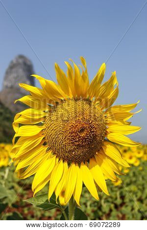 Portrait Of A Sunflower In The Field