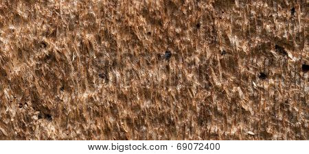 Tree Bark Background Texture Pattern