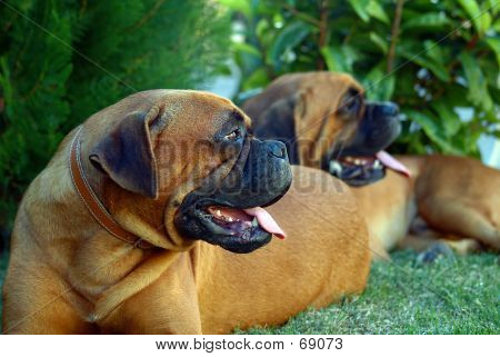 Boxer3