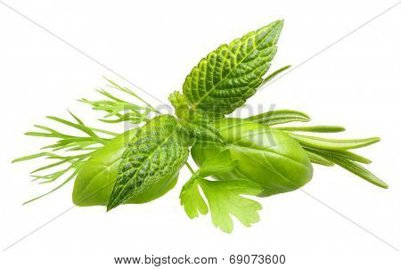 Herbs. Basil leaves, dill herb, rosemary spice, mint isolated on white background.