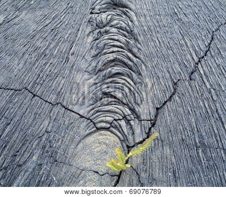 Plant Growing in Rock