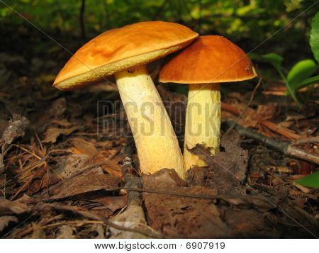 Funghi di bosco