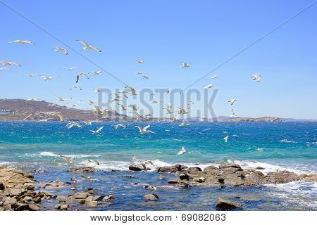 Swarm Of Flying Sea Gulls