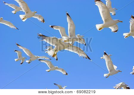 Swarm Of Flying Sea Gulls